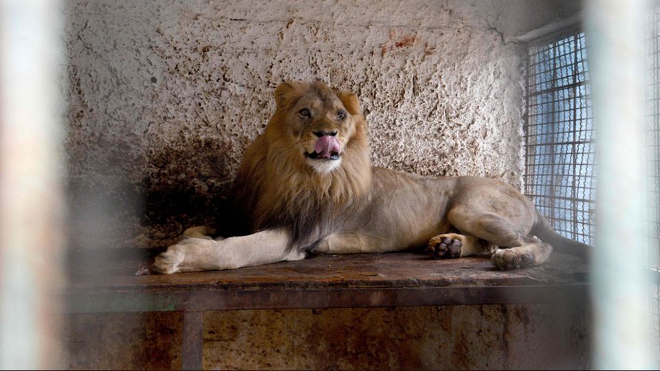 Tierschützer haben Lenci zusammen mit zwei anderen Löwen aus einen heruntergekommenen Zoo in Albanien befreit.
