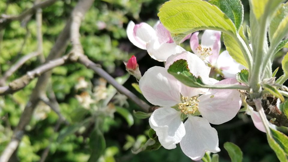 Huawei P30 lite: Makro mit Bukeh-Effekt