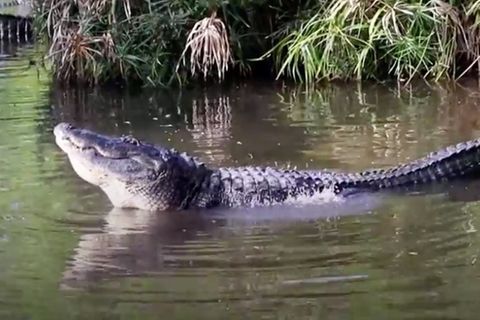 Paarungsbereit: Alligator will Weibchen anlocken – und klingt original wie ein laufender Motor