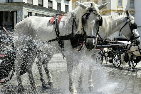 Ab 30 Grad Celsius im Schatten bekommen die Kutschenpferde in Berlin hitzefrei