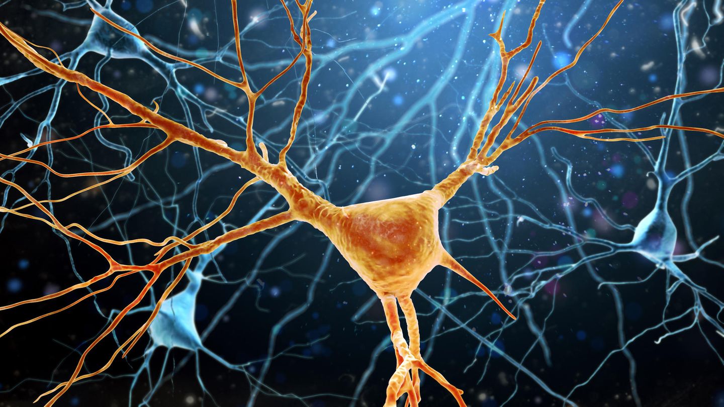 Nervenzellen: WHO veröffentlicht erstmals Leitlinien um Demenz vorzubeugen