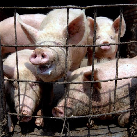 Schweine in China