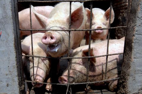 Schweine in China