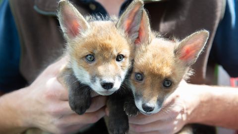 Zwei der Fuchsbabys, die ein britischer Farmer rettete