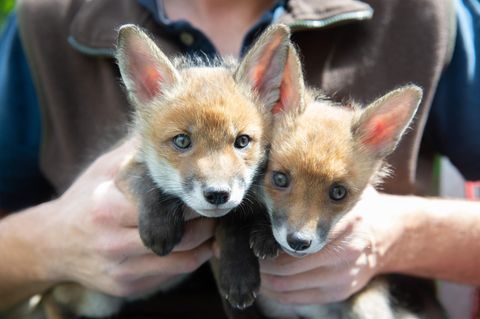 Zwei der Fuchsbabys, die ein britischer Farmer rettete