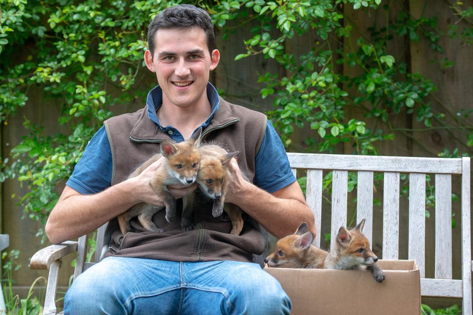 Chris Rolfe, 24, mit den vier kleinen Fuchswaisen Chris Rolfe, 24, mit den vier kleinen Fuchswaisen