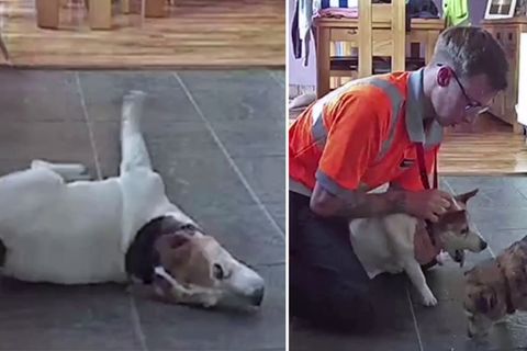 Erste Hilfe für Hunde