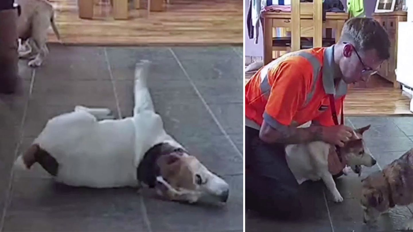 Erste Hilfe Hunde: rettet Jack Russell Terrier vor dem Ersticken |
