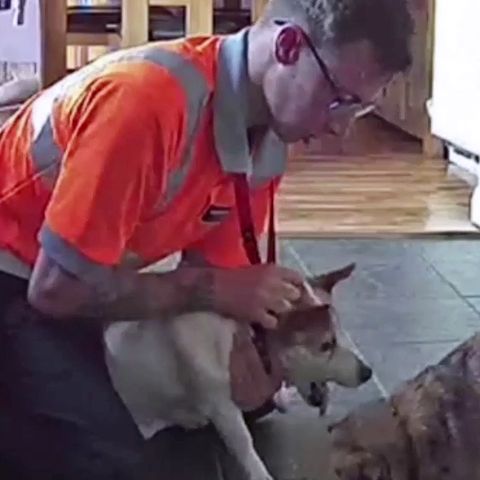 Erste Hilfe für Hunde