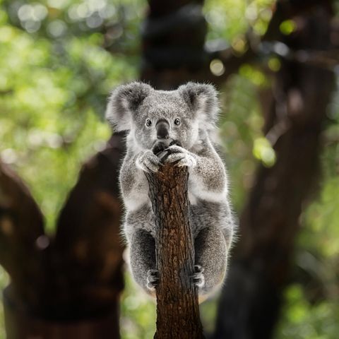 Ein einsamer Koala klammert sich an einen Baumstamm