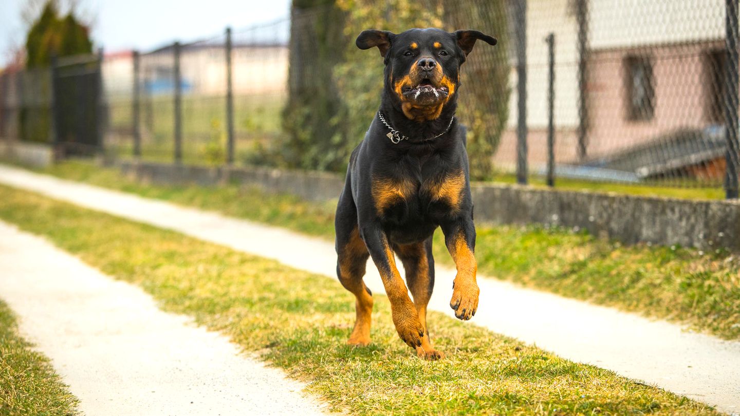 Ein Rottweiler rennt über einen Gartenweg