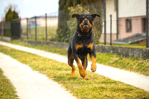 Ein Rottweiler rennt über einen Gartenweg