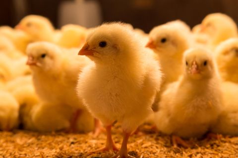 Geschlechtserkennung: Diese drei Methoden können Millionen Küken vor dem Schredder retten