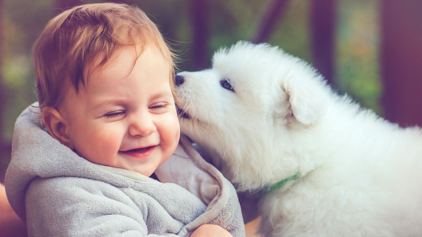 Ein Kind lacht, weil ein Hund an seinem Ohr leckt