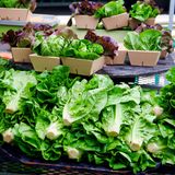 Blattsalat besitzt sehr feine, empfindliche Blätter. "Daher sollten diese nur sehr vorsichtig im Wasser geschwenkt werden, um die Blattstruktur nicht zu zerstören", schreibt die Verbraucherzentrale. "Bei starker Verschmutzung eignet sich wiederholtes Waschen besser als einmaliges Waschen in viel Wasser."