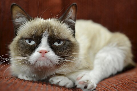 Grumpy Cat