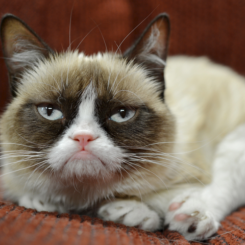 Grumpy Cat
