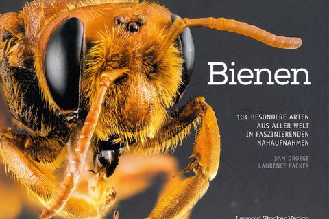 Bienen  Von Sam Droege und Laurence Packer  Normalerweise spricht der Bienen-Experte vom "Bien", dem Superorganismus aus zehntausenden Bienen. In diesem Bildband hingegen steht die einzelne Biene im Wortsinn im Focus. Die Insektenforscher Sam Droege und Laurence Packer haben die Vertreterinnen von 104 unterschiedlichen Bienenarten zum Porträt vor die Kamera gebeten. Eine erstaunliche Bildreihe, denn die meisten Bienenrassen haben äußerlich mit der europäischen Honigbiene kaum etwas gemein. So ist eine Art grün, heißt Prachtbiene, erinnert indes an an eine Schmeißfliege, andere wie die Fleckenbiene sind schwarz-weiß und pelzig. Die Vielfalt ist erstaunlich und mitunter sogar etwas gruselig.  