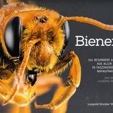 Bienen  Von Sam Droege und Laurence Packer  Normalerweise spricht der Bienen-Experte vom "Bien", dem Superorganismus aus zehntausenden Bienen. In diesem Bildband hingegen steht die einzelne Biene im Wortsinn im Focus. Die Insektenforscher Sam Droege und Laurence Packer haben die Vertreterinnen von 104 unterschiedlichen Bienenarten zum Porträt vor die Kamera gebeten. Eine erstaunliche Bildreihe, denn die meisten Bienenrassen haben äußerlich mit der europäischen Honigbiene kaum etwas gemein. So ist eine Art grün, heißt Prachtbiene, erinnert indes an an eine Schmeißfliege, andere wie die Fleckenbiene sind schwarz-weiß und pelzig. Die Vielfalt ist erstaunlich und mitunter sogar etwas gruselig.  