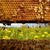 Von Innen nach draußen geschaut  Das Foto zeigt ein geschäftiges Treiben auf dem Flugbrett vom Inneren eines Bienenstocks aus gesehen. Ein Bienenvolk, das seine selbst gebauten Waben im Inneren eines Hohlraums bevölkert,  bildet eine weitgehend autarke organische Einheit. Die Bienen fliegen nur aus, um Vorräte zu sammeln, wenn sie sich über das Schwärmen vermehren wollen oder beim Hochzeitsflug, wenn die männlichen Bienen die Königinnen eines anderen Volkes begatten.