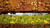 Von Innen nach draußen geschaut  Das Foto zeigt ein geschäftiges Treiben auf dem Flugbrett vom Inneren eines Bienenstocks aus gesehen. Ein Bienenvolk, das seine selbst gebauten Waben im Inneren eines Hohlraums bevölkert,  bildet eine weitgehend autarke organische Einheit. Die Bienen fliegen nur aus, um Vorräte zu sammeln, wenn sie sich über das Schwärmen vermehren wollen oder beim Hochzeitsflug, wenn die männlichen Bienen die Königinnen eines anderen Volkes begatten.