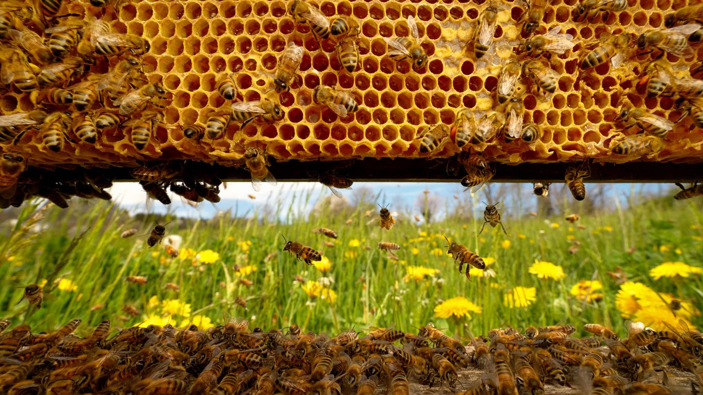 Von Innen nach draußen geschaut  Das Foto zeigt ein geschäftiges Treiben auf dem Flugbrett vom Inneren eines Bienenstocks aus gesehen. Ein Bienenvolk, das seine selbst gebauten Waben im Inneren eines Hohlraums bevölkert,  bildet eine weitgehend autarke organische Einheit. Die Bienen fliegen nur aus, um Vorräte zu sammeln, wenn sie sich über das Schwärmen vermehren wollen oder beim Hochzeitsflug, wenn die männlichen Bienen die Königinnen eines anderen Volkes begatten.