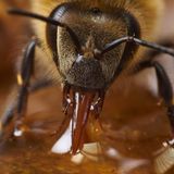 Der Stoff aus dem die Helden der Arbeit sind  Eine Arbeiterin hat ihren Rüssel ausgefahren und trinkt Honig. Der süße Energielieferant ist ein Wunderwerk die kleinen "Bio-Lebensmitteltechnikerinnen". Lange Haltbar, voll mit Vitaminen, entzündungshemmend und mit einer enorm hohen Energiedichte. Kein Wunder, dass andere Tiere von der Wespe bis zum Bären auf das flüssige Gold scharf sind. Allerdings wissen die Bienen sich ihrer Haut zu wehren. Nicht nur mit dem Stachel. Dringen zum Beispiel Wespen in den Bau ein, können die Bienen den Stock derart aufheizen, das die Wespen an der Hitze verenden. 