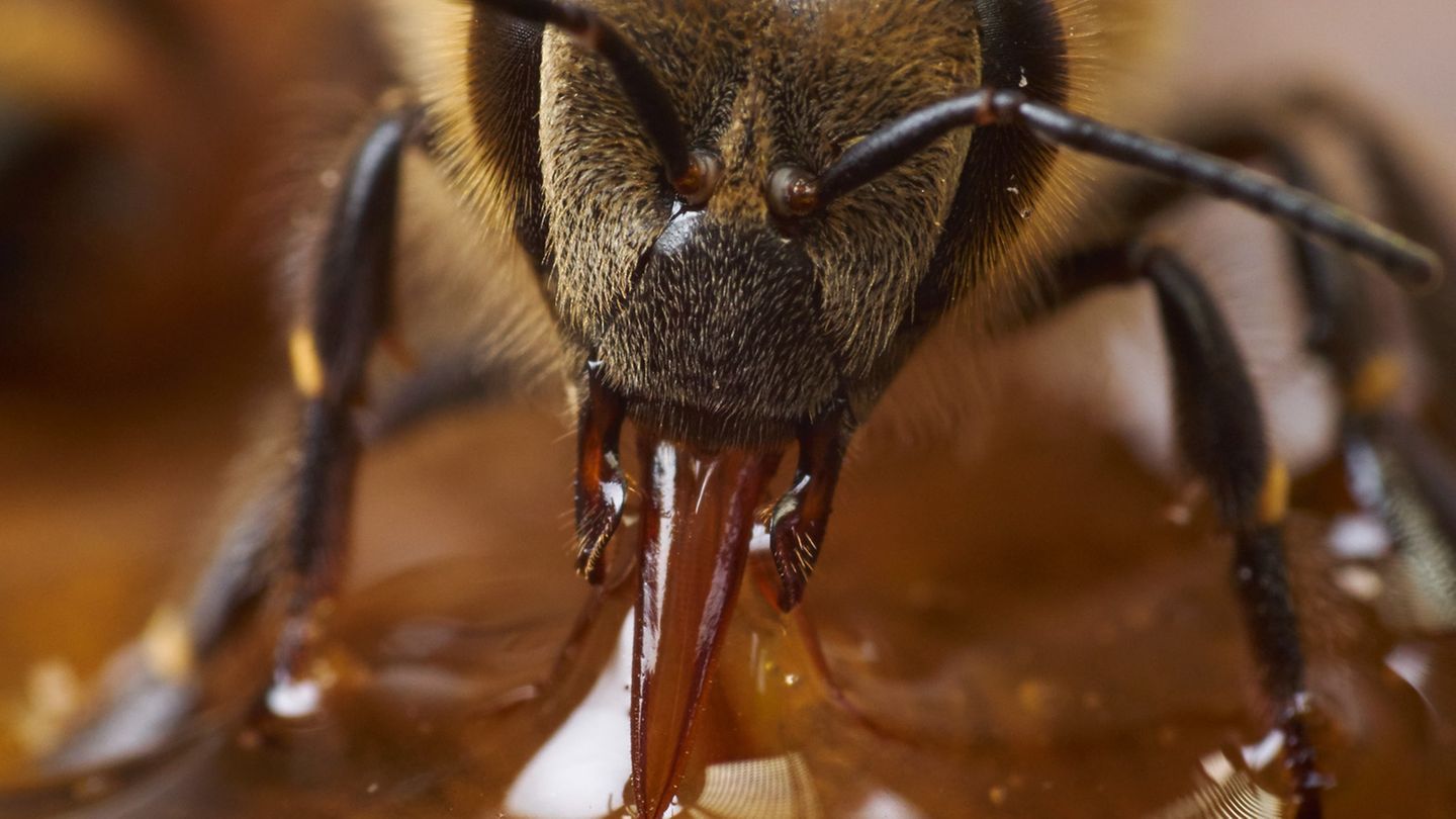 Makrofotografie: Der Stoff aus dem die Helden der Arbeit sind Eine Arbeiterin hat ihren Rüssel ausgefahren und trinkt Honig. Der süße Energielieferant ist ein Wunderwerk die kleinen "Bio-Lebensmitteltechnikerinnen". Lange Haltbar, voll mit Vitaminen, entzündungshemmend und mit einer enorm hohen Energiedichte. Kein Wunder, dass andere Tiere von der Wespe bis zum Bären auf das flüssige Gold scharf sind. Allerdings wissen die Bienen sich ihrer Haut zu wehren. Nicht nur mit dem Stachel. Dringen zum Beispiel Wespen in den Bau ein, können die Bienen den Stock derart aufheizen, das die Wespen an der Hitze verenden. Der Stoff aus dem die Helden der Arbeit sind Eine Arbeiterin hat ihren Rüssel ausgefahren und trinkt Honig. Der süße Energielieferant ist ein Wunderwerk die kleinen "Bio-Lebensmitteltechnikerinnen". Lange Haltbar, voll mit Vitaminen, entzündungshemmend und mit einer enorm hohen Energiedichte. Kein Wunder, dass andere Tiere von der Wespe bis zum Bären auf das flüssige Gold scharf sind. Allerdings wissen die Bienen sich ihrer Haut zu wehren. Nicht nur mit dem Stachel. Dringen zum Beispiel Wespen in den Bau ein, können die Bienen den Stock derart aufheizen, das die Wespen an der Hitze verenden.