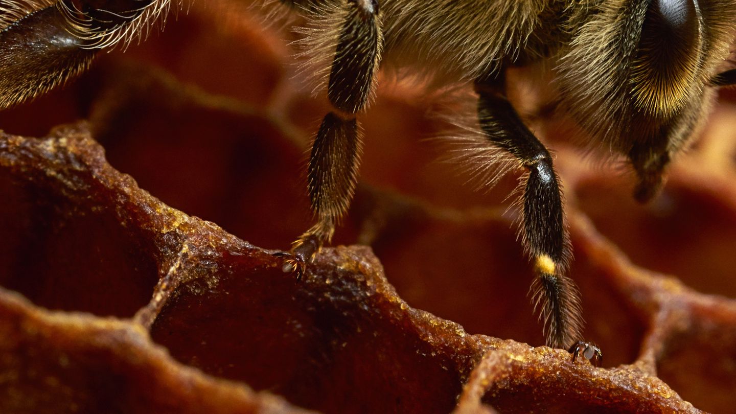 Ein Blick ins Bee-Net  Kein Scherz, das hier ist das Intranet des Bienenstocks. Eine Tänzerin übermittel gerade Informationen an andere Bienen, wo einen neue ergiebige Futterquelle zu finden ist. Sie klammert sich an den Wabenwülsten fest, die den oberen Rand der Zellen säumen, und übertragen die Schwingungen ihrer Flugmuskeln über ihre Beine auf das Wabenwerk. Auf diese Weise bilden die untereinander vernetzten Zellen auf der Wabe ein echtes Intranet. Die Informationen können auf diese Weise im Bau gesendet werden. Bienen bauen ihre Waben daher gern locker aufgehängt. 