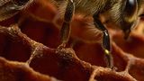 Ein Blick ins Bee-Net  Kein Scherz, das hier ist das Intranet des Bienenstocks. Eine Tänzerin übermittel gerade Informationen an andere Bienen, wo einen neue ergiebige Futterquelle zu finden ist. Sie klammert sich an den Wabenwülsten fest, die den oberen Rand der Zellen säumen, und übertragen die Schwingungen ihrer Flugmuskeln über ihre Beine auf das Wabenwerk. Auf diese Weise bilden die untereinander vernetzten Zellen auf der Wabe ein echtes Intranet. Die Informationen können auf diese Weise im Bau gesendet werden. Bienen bauen ihre Waben daher gern locker aufgehängt. 