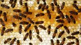 Willkommen in der Warenlager-Verwaltung  Allmählich füllen sich die frisch angelegten Waben mit eingelagertem Pollen oder Nektar. Die Lagerverwalterinnen nehmen den Nektar von den Sammlerinnen entgegen, verkosten ihn, prüfen seine Qualität und können sogar die Sammeltätigkeit herunterschrauben, wenn in den Vorratswaben zu wenig Platz vorhanden ist. 