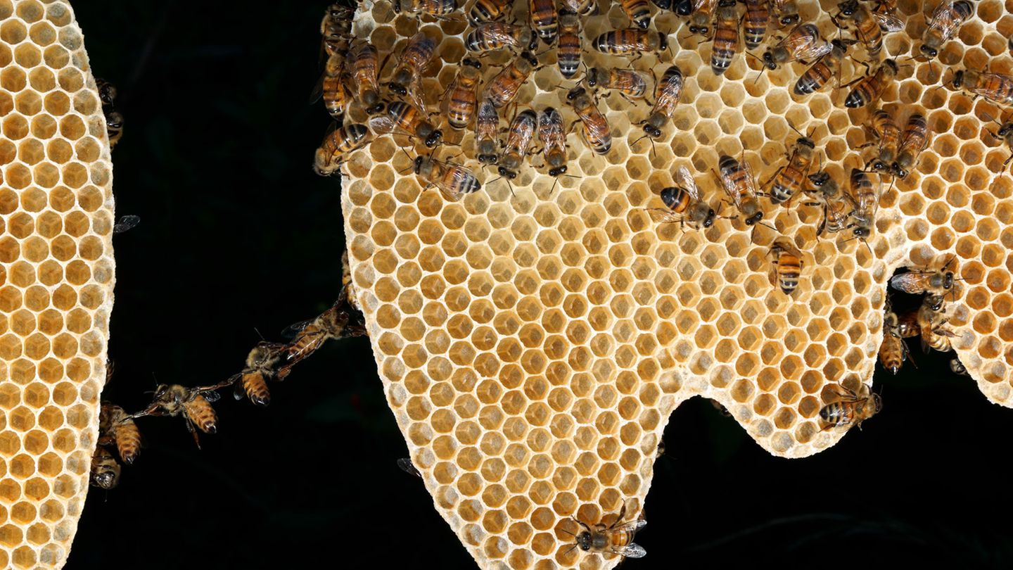 Vorsicht, Bauarbeiten!  Die Wabenstruktur ist ein Meisterwerk der Baukunst. Waben aus 40 Gramm Bienenwachs sind so stabil, dass sie zwei Kilogramm Honig halten können. Nicht umsonst hat der Mensch diese geniale Bauform übernommen und setzt sie überall dort ein, wo bei wenig Gewicht maximale Stabilität erzielt werden soll. Auf diesem Bild hält sich eine Baubiene an der Wabe mit ihren vorderen und mittleren Beinpaaren fest. Sie bildet das erste Glied in der Baukette. Ihre Hinterbeine werden durch die von ihren Schwestern ausgeübte Zugkraft weit nach hinten gezogen. Warum genau die Bienen solche Ketten Bilden ist noch ein Rätsel.