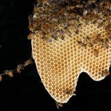 Vorsicht, Bauarbeiten!  Die Wabenstruktur ist ein Meisterwerk der Baukunst. Waben aus 40 Gramm Bienenwachs sind so stabil, dass sie zwei Kilogramm Honig halten können. Nicht umsonst hat der Mensch diese geniale Bauform übernommen und setzt sie überall dort ein, wo bei wenig Gewicht maximale Stabilität erzielt werden soll. Auf diesem Bild hält sich eine Baubiene an der Wabe mit ihren vorderen und mittleren Beinpaaren fest. Sie bildet das erste Glied in der Baukette. Ihre Hinterbeine werden durch die von ihren Schwestern ausgeübte Zugkraft weit nach hinten gezogen. Warum genau die Bienen solche Ketten Bilden ist noch ein Rätsel.