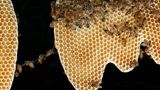 Vorsicht, Bauarbeiten!  Die Wabenstruktur ist ein Meisterwerk der Baukunst. Waben aus 40 Gramm Bienenwachs sind so stabil, dass sie zwei Kilogramm Honig halten können. Nicht umsonst hat der Mensch diese geniale Bauform übernommen und setzt sie überall dort ein, wo bei wenig Gewicht maximale Stabilität erzielt werden soll. Auf diesem Bild hält sich eine Baubiene an der Wabe mit ihren vorderen und mittleren Beinpaaren fest. Sie bildet das erste Glied in der Baukette. Ihre Hinterbeine werden durch die von ihren Schwestern ausgeübte Zugkraft weit nach hinten gezogen. Warum genau die Bienen solche Ketten Bilden ist noch ein Rätsel.