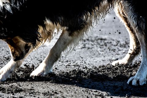 Ein Hund gräbt