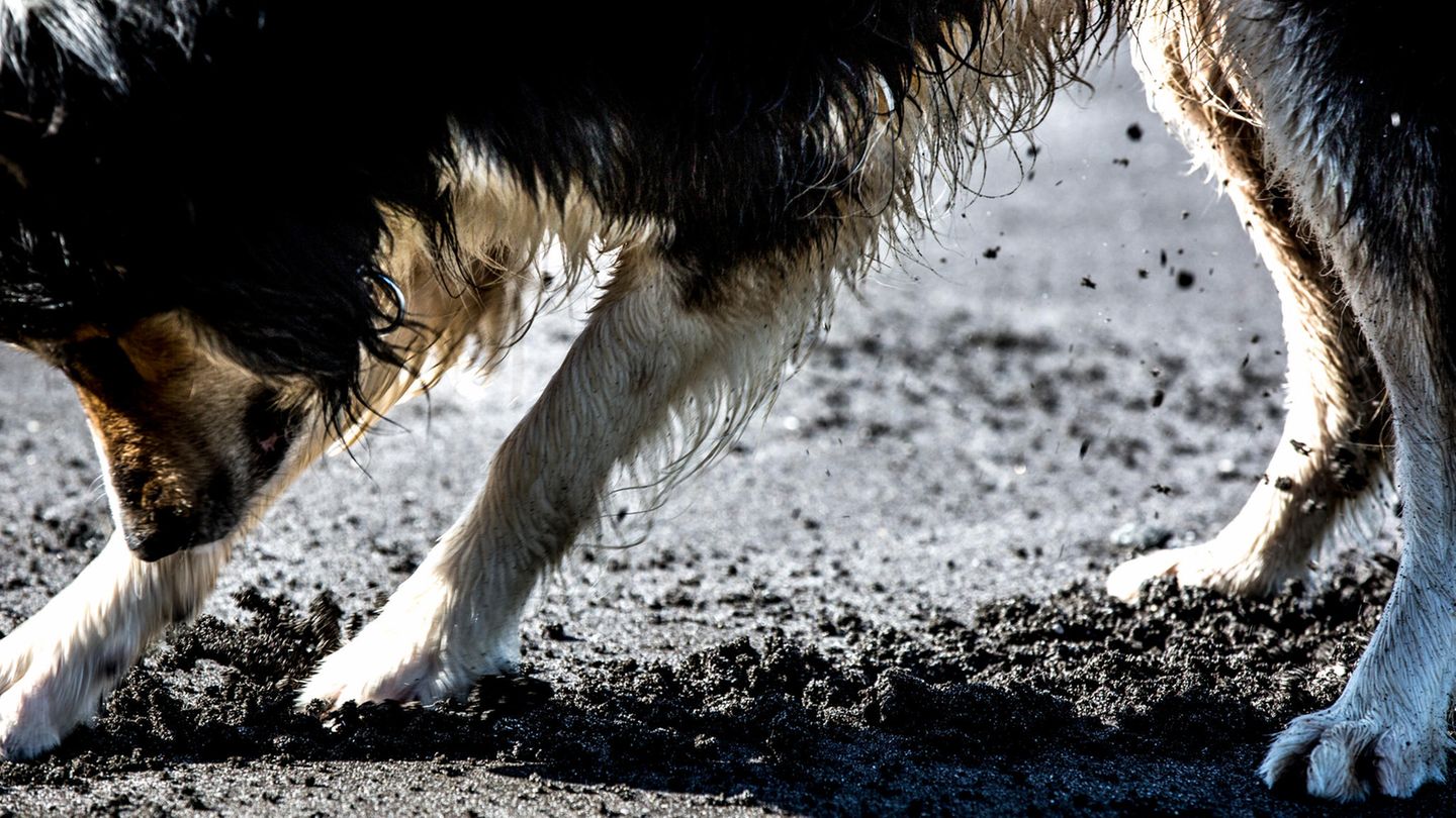 Ein Hund gräbt
