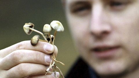 Die Pilze sind nur schwer voneinander zu unterscheiden: Ein falscher Griff kann tödliche Folgen haben,
