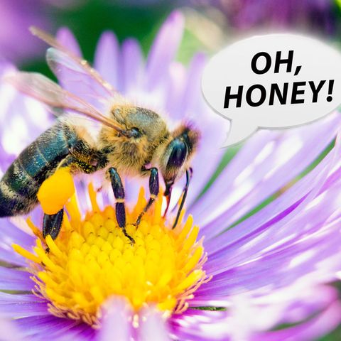 Bei Pornhub gibt es jetzt Bienen-Pornos