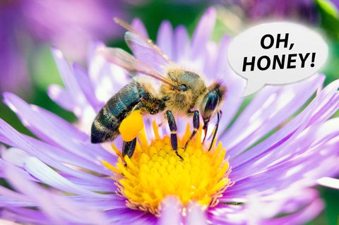 Bei Pornhub gibt es jetzt Bienen-Pornos