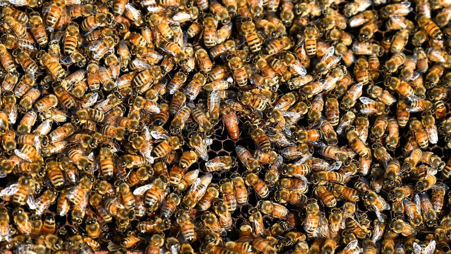 Ein Bienenvolk