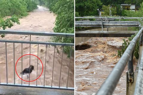 Lohfelden: Hund wird bei Unwetter von reißenden Fluten mitgerissen