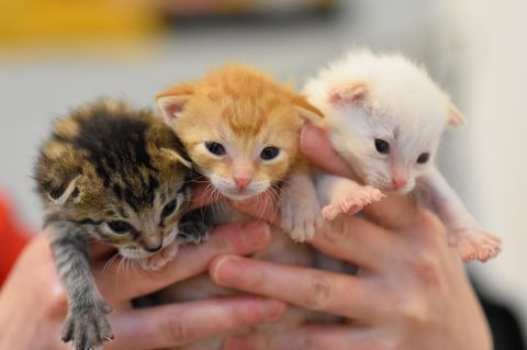 Drei Katzenbabys in Menschenhänden