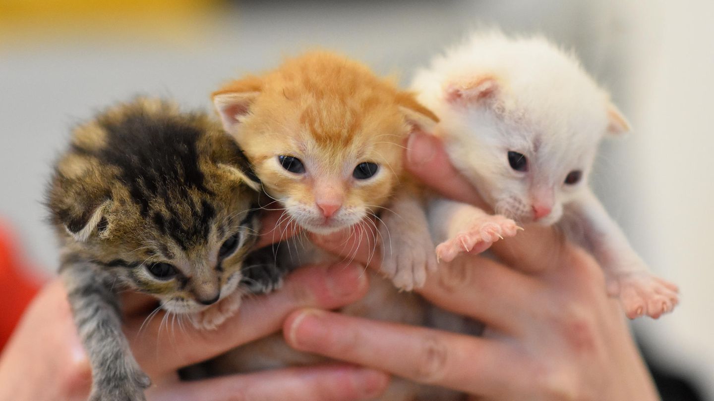 Drei Katzenbabys in Menschenhänden