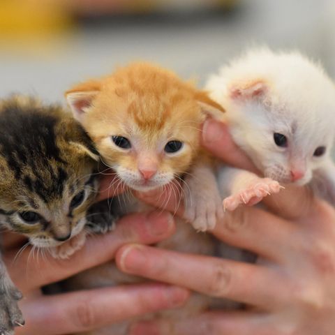 Drei Katzenbabys in Menschenhänden