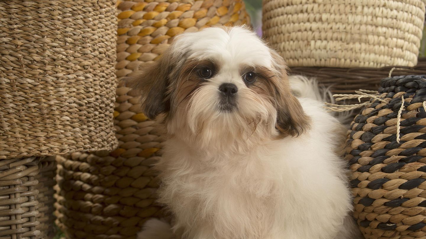 Gesunder Hund wird eingeschläfert, damit er mit Besitzerin begraben werden kann