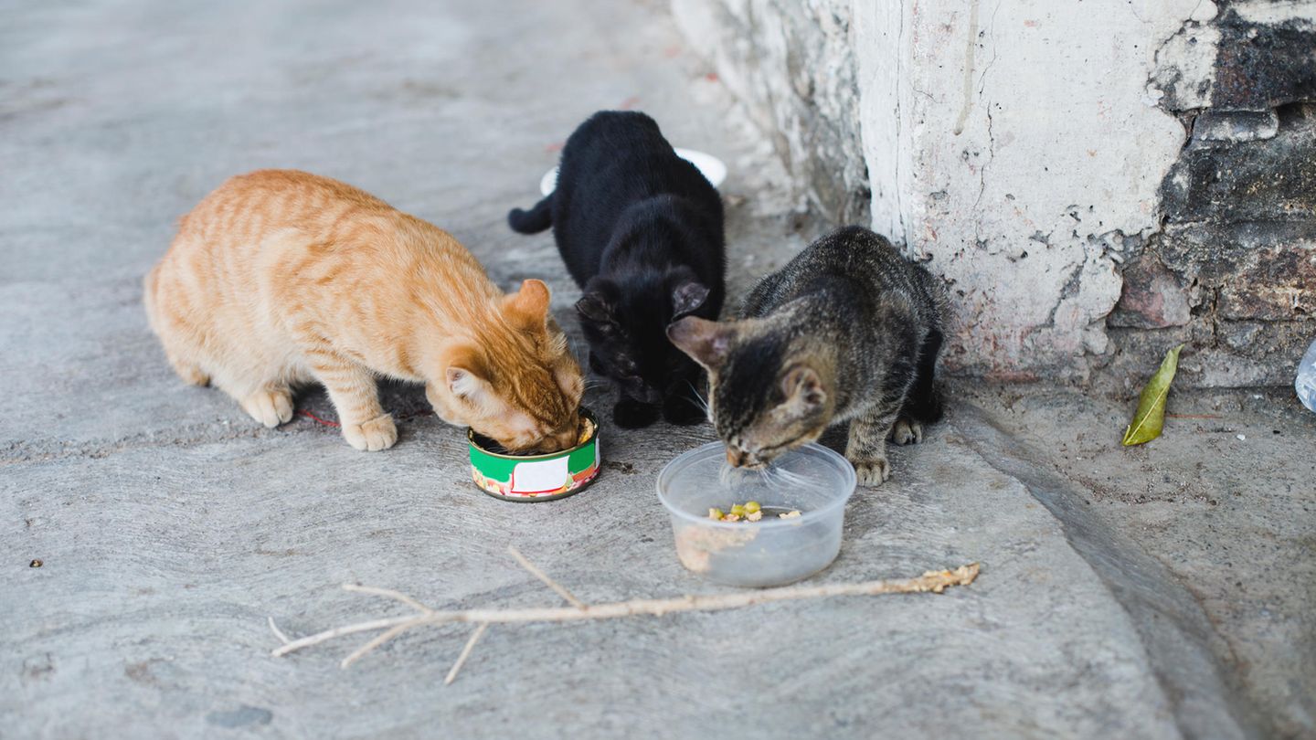 Streunende Katzen beim Fressen