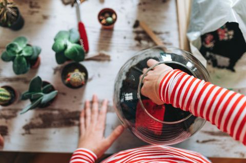 Baue dein eigenes ewiges Terrarium und pflanze einen Garten im Glas 