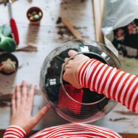 Baue dein eigenes ewiges Terrarium und pflanze einen Garten im Glas 