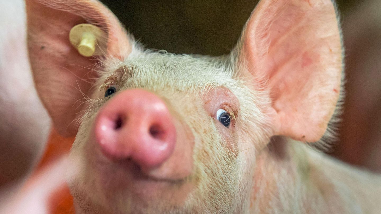 Ein Ferkel schaut glücklich in die Kamera