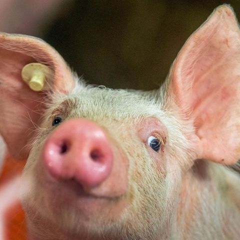 Ein Ferkel schaut glücklich in die Kamera